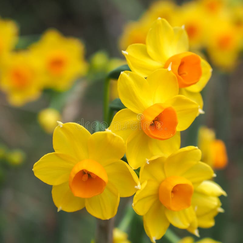 Jonquils Bright Yellow and Orange 3 Stock Photo Image of plant