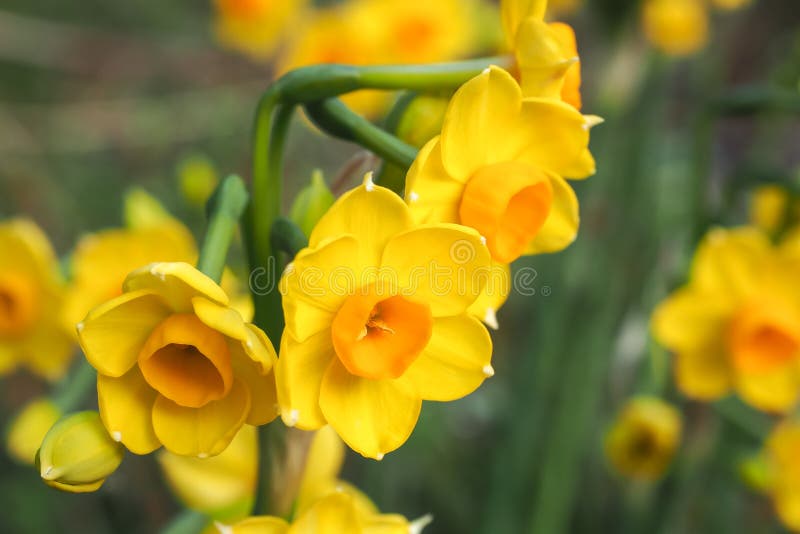 Jonquils Bright Yellow and Orange 1 Stock Photo Image of flora