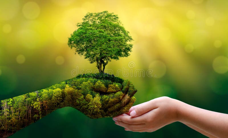 Jord i naturen i händerna på träd som odlar plantor. honhandhållningsträd med bl.a. grön bakgrund på naturfältsgrå