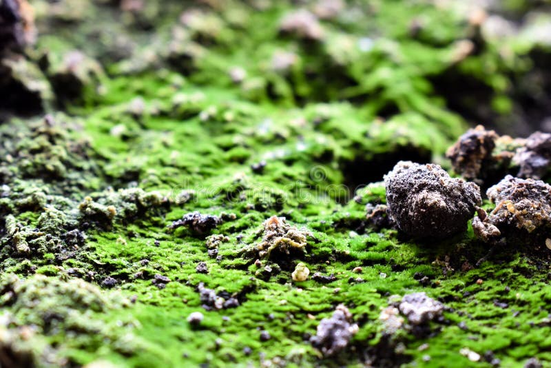 Jord med den gröna mossacloseupen fotografering för bildbyråer Jord med den gröna mossacloseupen fotografering för bildbyråer