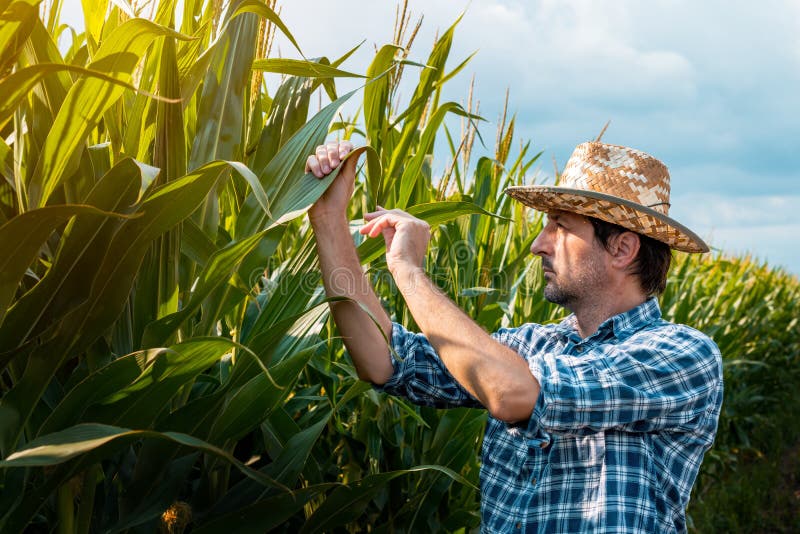 Jordbrukare i Corn som undersöker grödor på fält fotografering för bildbyråer