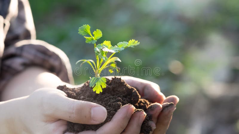 Jordbrukare som håller hög och babyplanta på odlad jordbruksmark arkivfoton Jordbrukare som håller hög och babyplanta på odlad jordbruksmark arkivfoton