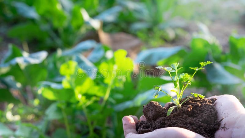 Jordbrukare som håller hög och babyplanta på odlad jordbruksmark arkivbild Jordbrukare som håller hög och babyplanta på odlad jordbruksmark arkivbild
