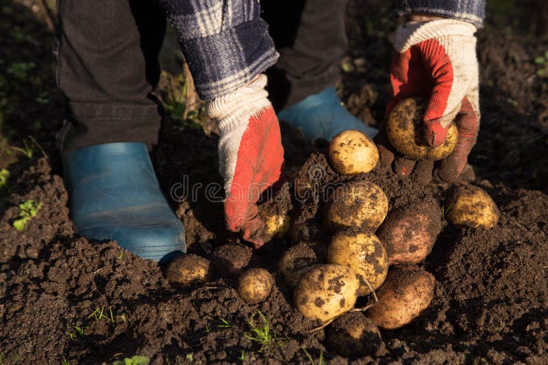 Jordbrukare som innehar smutsig skördad potatis arkivfoto