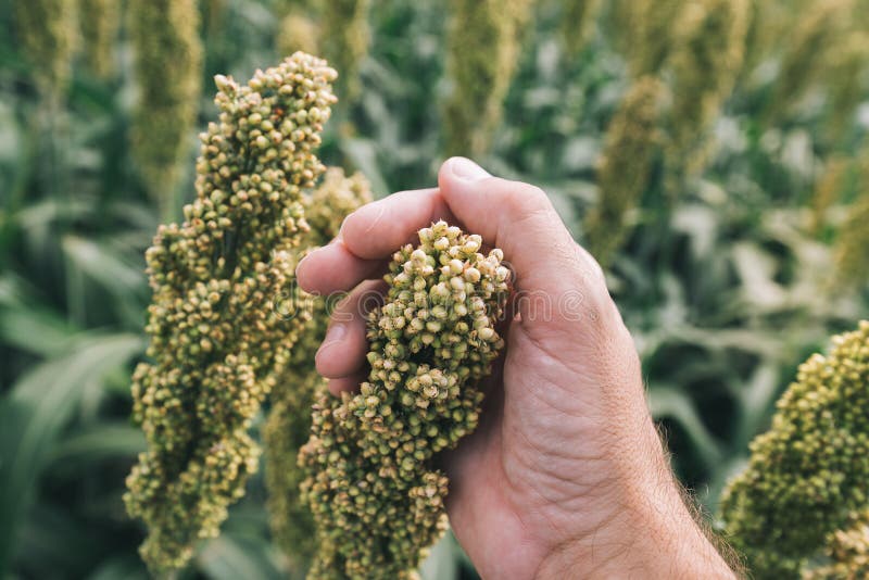 Jordbrukare som undersöker sorghum bicolor-gröda i fält arkivbilder