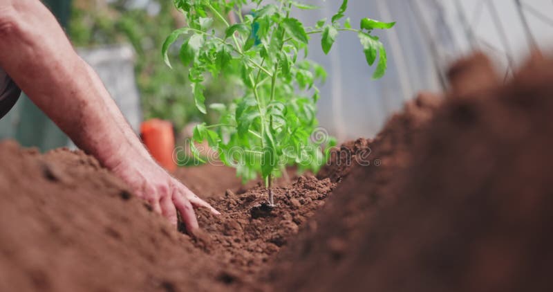 Jordbrukaren får plantera tomatplantor i trädgården.. Ekologiskt jordbruk och vårträdgårdsskötsel.