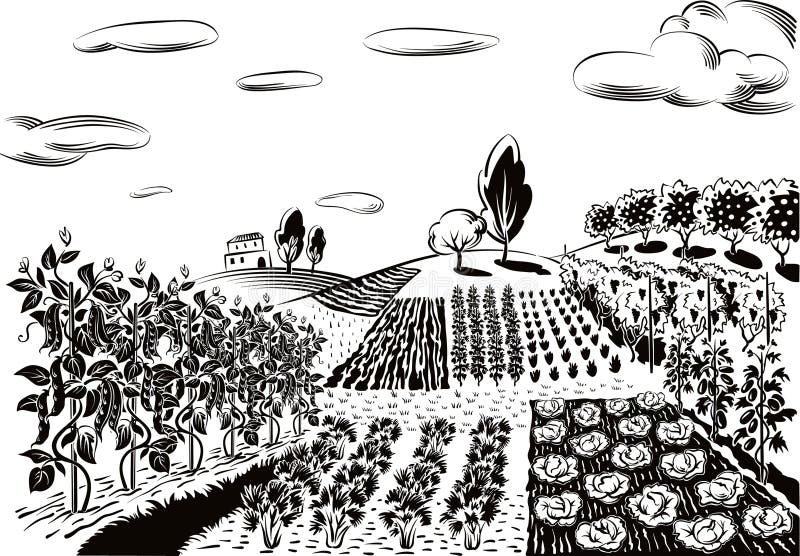Jordbruks- landskap som är kultiverat med olika grönsaker vektor illustrationer Jordbruks- landskap som är kultiverat med olika grönsaker vektor illustrationer