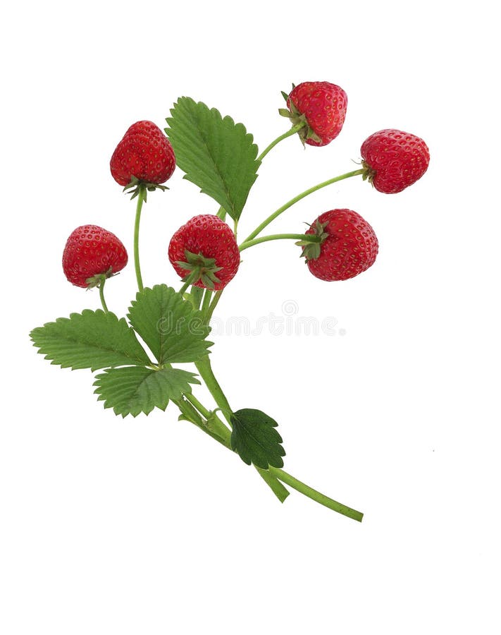 Group of wild strawberries with leaves on a white background. Group of wild strawberries with leaves on a white background