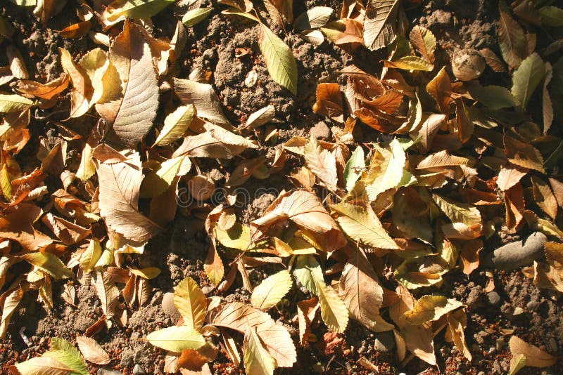 Autumn. Leaves on the ground. Sunny day. Autumn. Leaves on the ground. Sunny day.