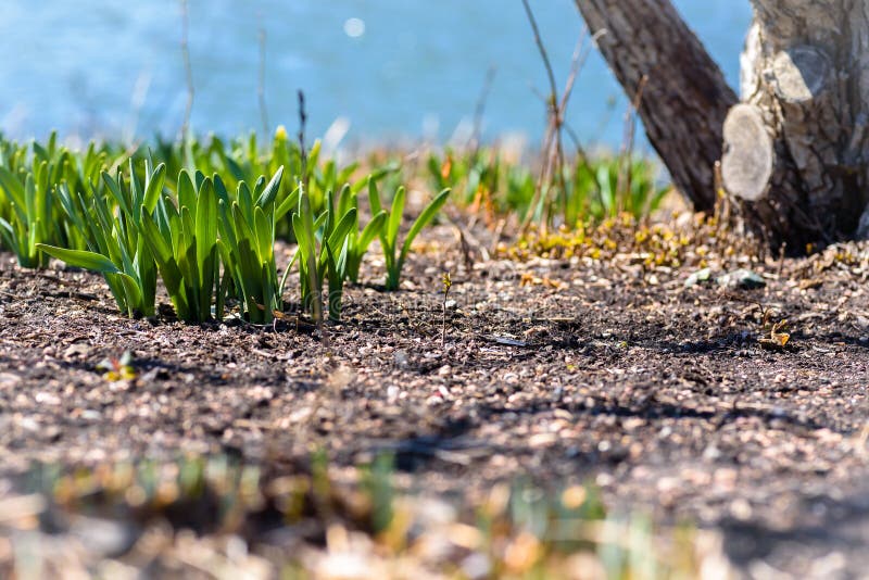 Low angle worms eye view of green daffodils popping up from the ground near tree in springtime sun. Low angle worms eye view of green daffodils popping up from the ground near tree in springtime sun