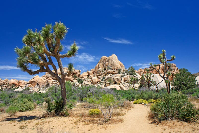 Joshua tree royalty free stock photo