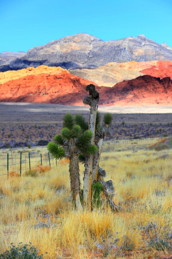 Joshua tree