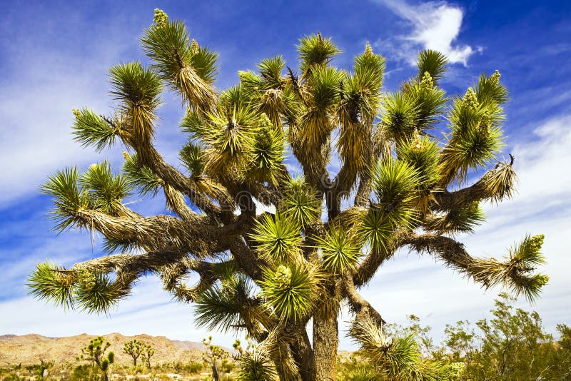 Joshua Tree