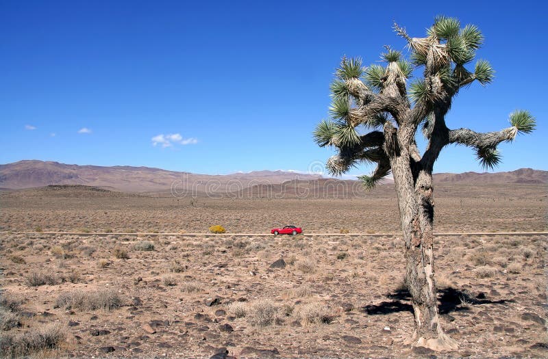 Joshua Tree