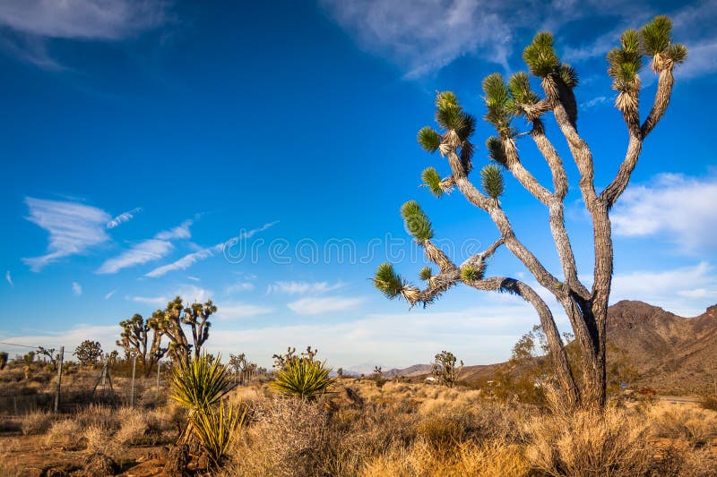 View of Mojave desert near Nevada state border. View of Mojave desert near Nevada state border.