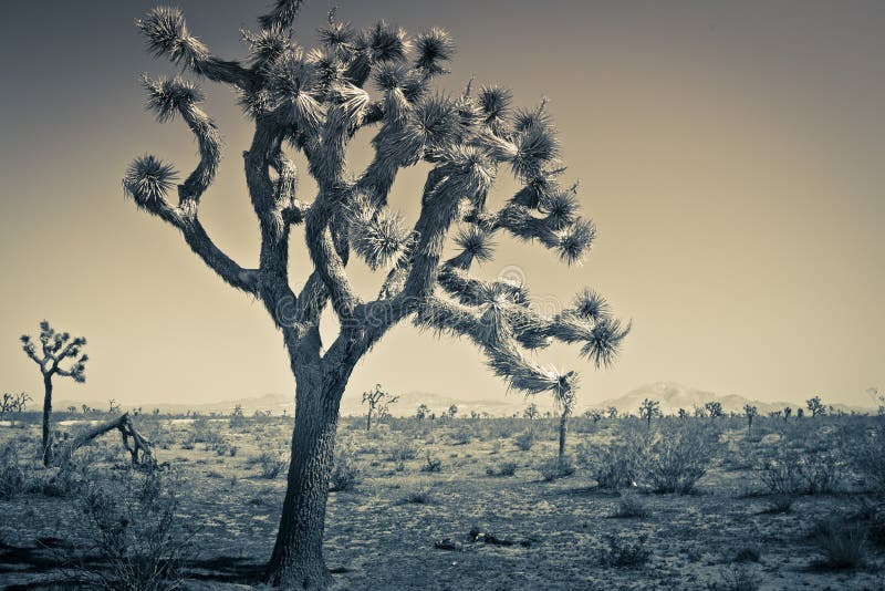 Joshua Tree Abstract stock images Joshua Tree Abstract stock images