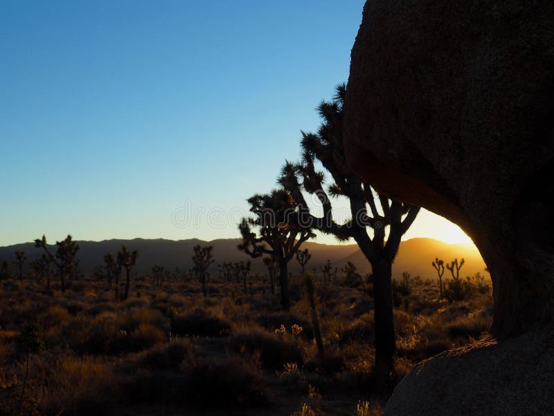 Joshua Tree California på solnedgången arkivbilder Joshua Tree California på solnedgången arkivbilder