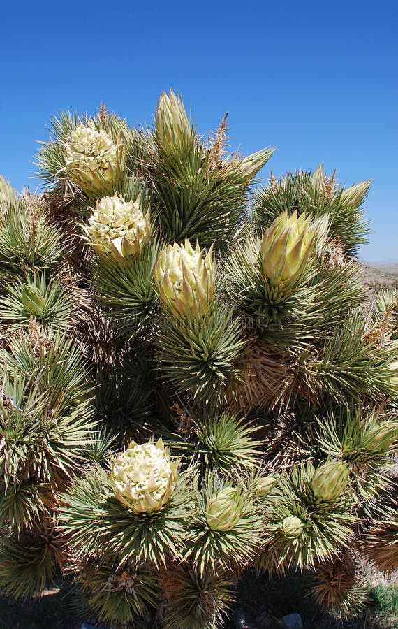 Joshua Tree de florecimiento (brevifolia de la yuca) cerca del barranco rojo de la roca, Nevada fotos de archivo libres de regalías Joshua Tree de florecimiento (brevifolia de la yuca) cerca del barranco rojo de la roca, Nevada fotos de archivo libres de regalías
