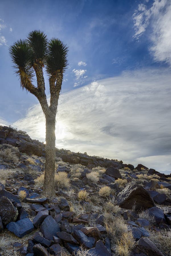 Joshua Tree, Death Valley, Ca Stock Image Image of tree, plant 31617563