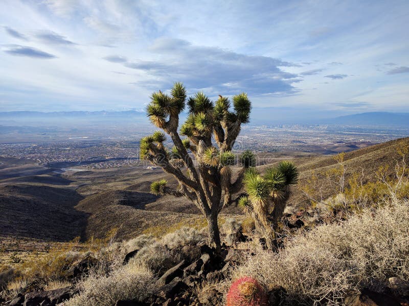 Joshua Tree die Las Vegas overzien stock fotografie Joshua Tree die Las Vegas overzien stock fotografie