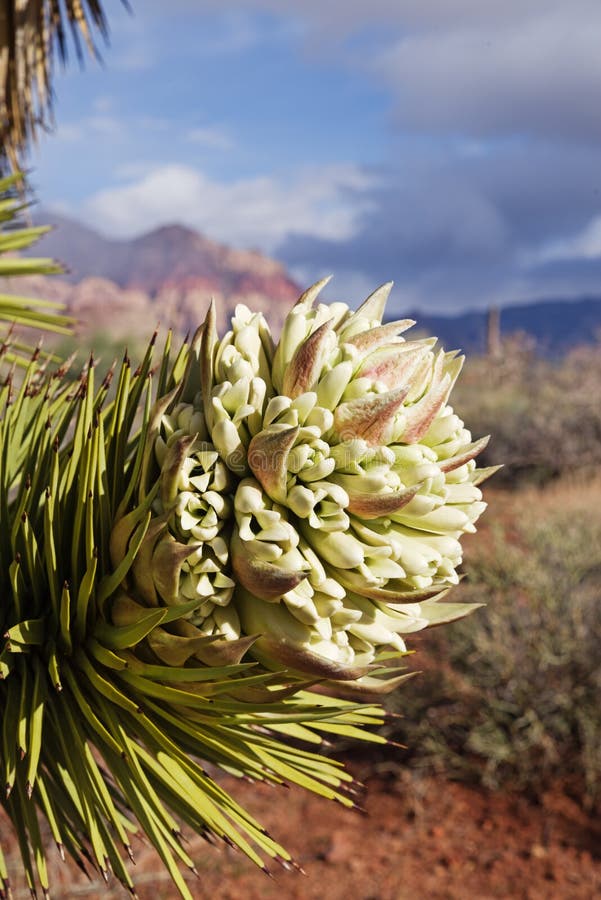 Joshua Tree Flower imagenes de archivo