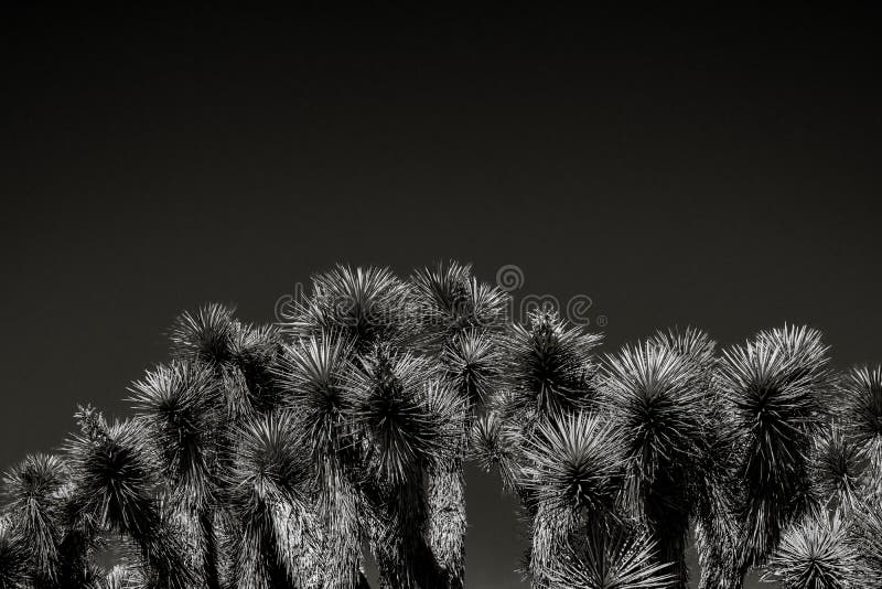 Joshua Tree Black White Silhouette Stock Photos - Free & Royalty-Free ...