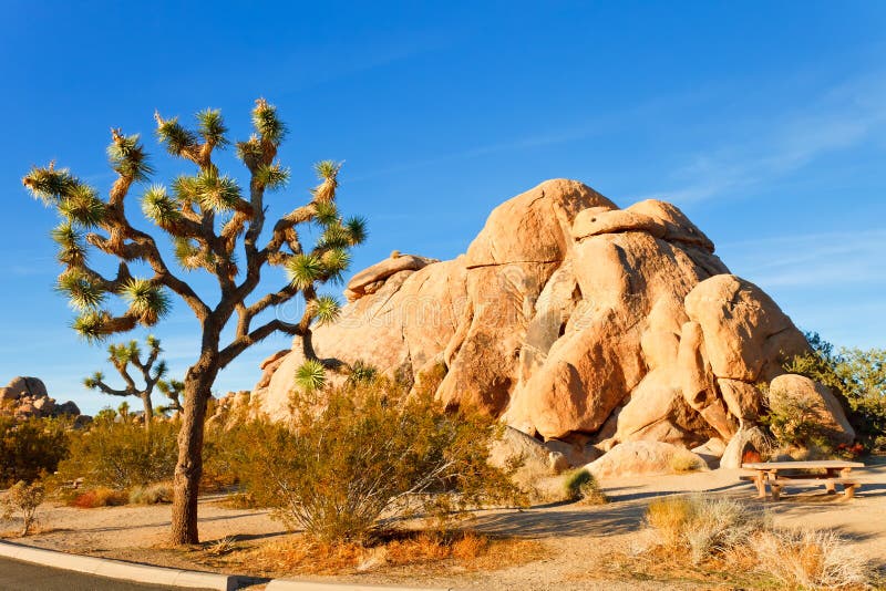 Joshua Tree National Park stock images