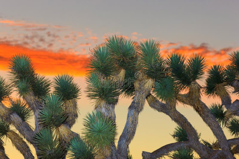 Joshua Tree National Park