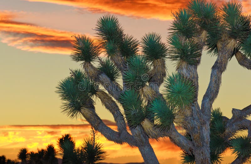 Joshua Tree National Park royalty free stock photos