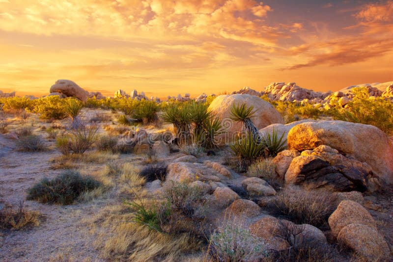 Tramonto sulle rocce e le piante del Parco Nazionale di Joshua Tree, Deserto del Mojave, in California.