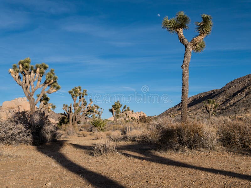 Joshua Tree National Park stock foto Joshua Tree National Park stock foto
