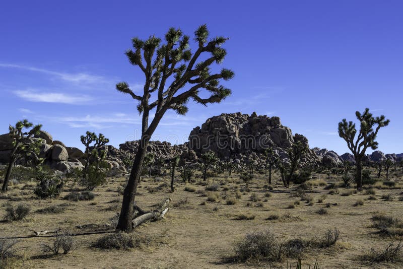 Joshua Tree in Joshua Tree National Park bij Verborgen Vallei stock fotografie Joshua Tree in Joshua Tree National Park bij Verborgen Vallei stock fotografie