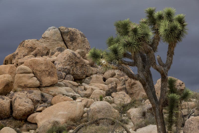 Joshua Tree National Park with darkening sky and thunderclouds