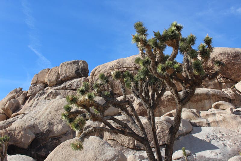 Joshua Tree National Park Desert Landscape