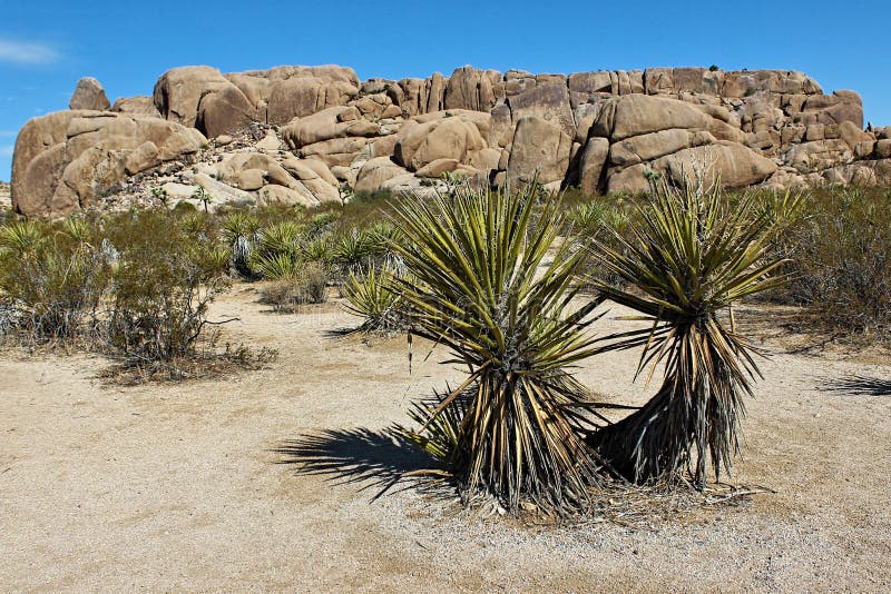 Joshua Tree National Park Mojave Desert California Stock Photo