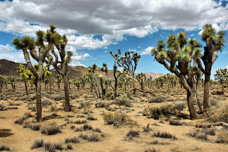 Joshua Tree National Park, Mojave Desert, California, USA Stock Image ...