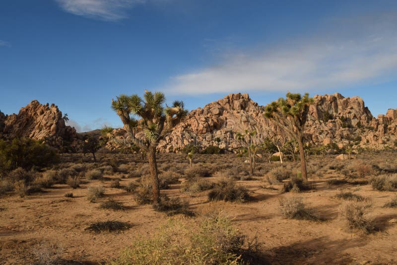 Joshua tree national park