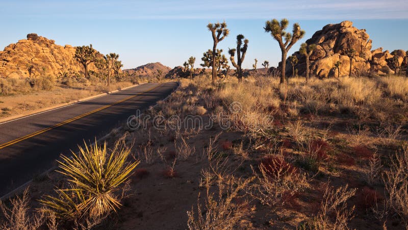 Joshua Tree National Park Scenic Drive