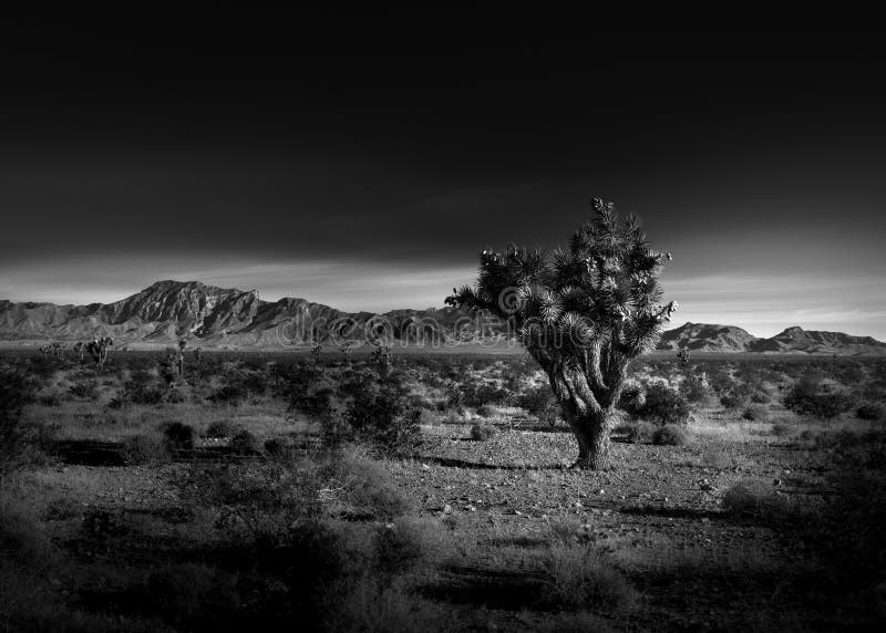 Black and White Photo of a Joshua Tree Stock Photo - Image of light, dusk:  152984152