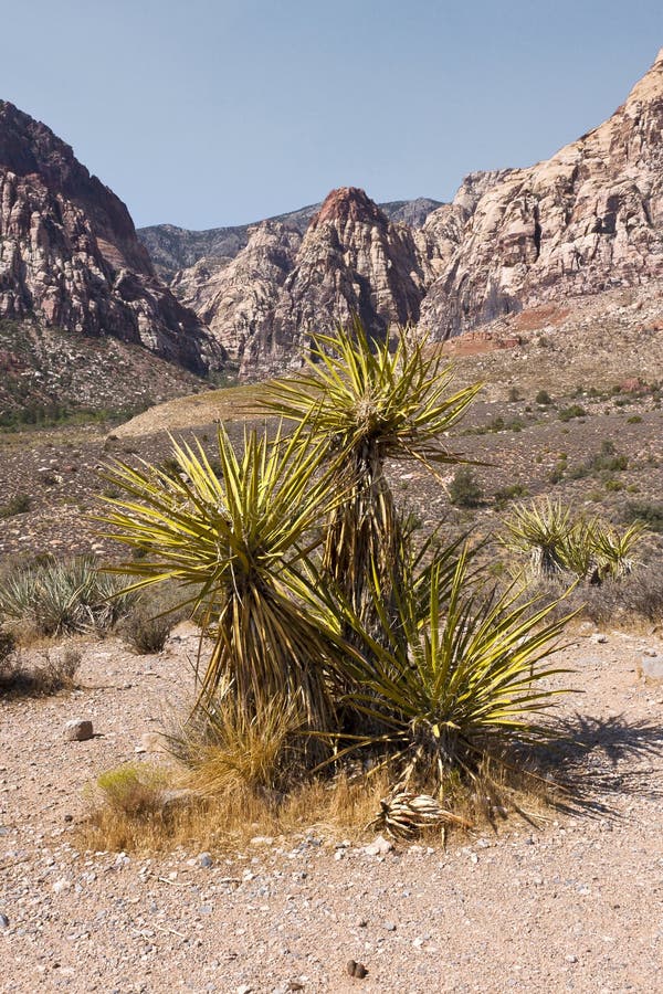 Joshua Tree at Red Rock Canyon