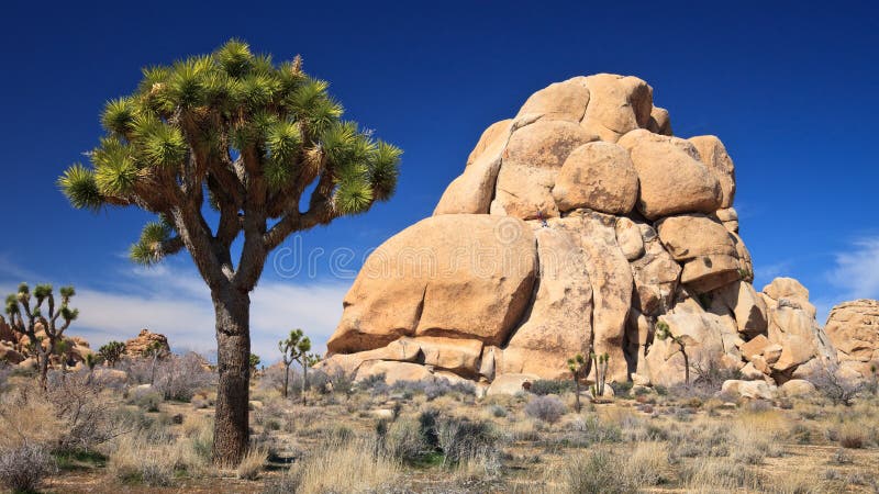 Joshua Tree and Rock Formations royalty free stock photos