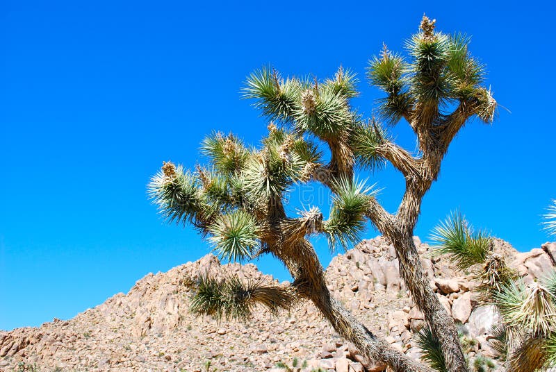 Joshua Tree and sky