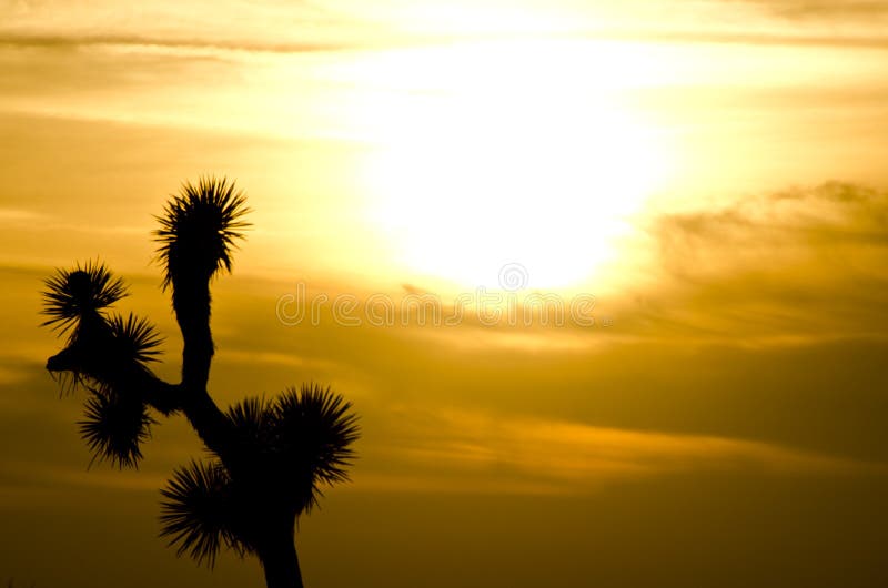 Joshua Tree Sunset fotografía de archivo libre de regalías Joshua Tree Sunset fotografía de archivo libre de regalías