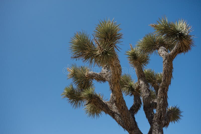 Joshua Tree tegen blauwe hemel in Joshua Tree National Park in Zuidelijke Californi