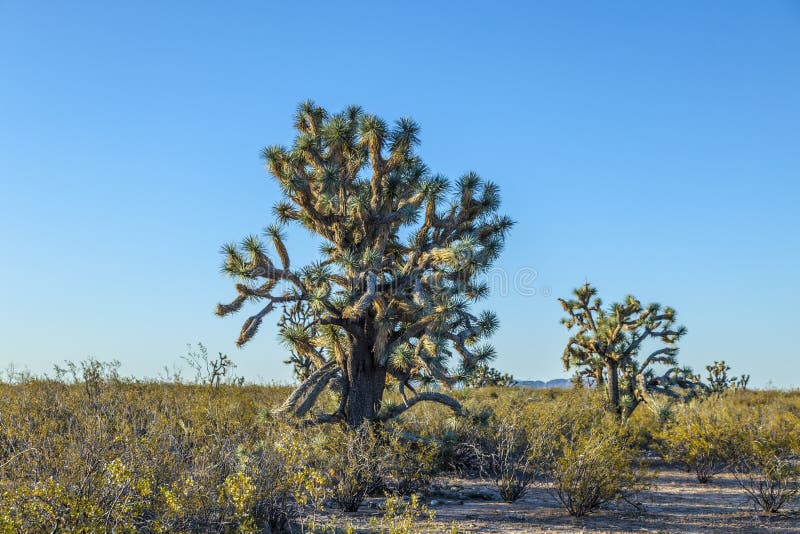Joshua tree in warm bright light royalty free stock photos