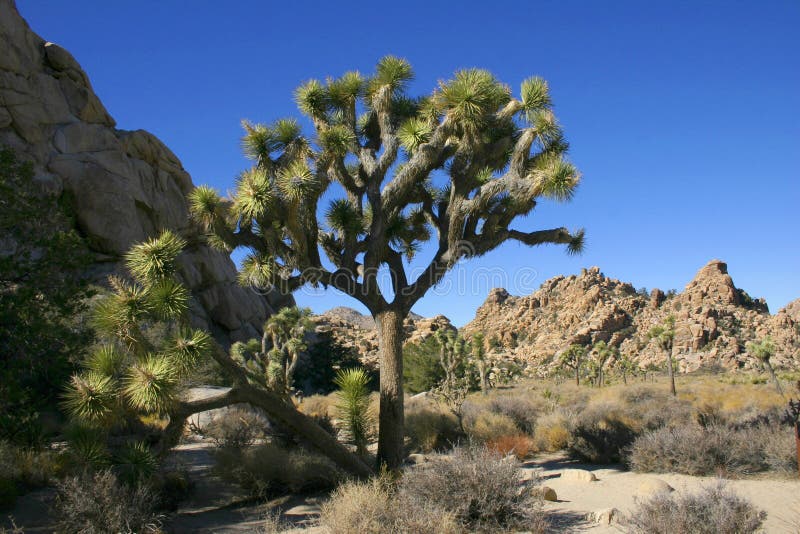 Joshua Tree Yucca Brevifolia in the National Park Joshua Tree Stock