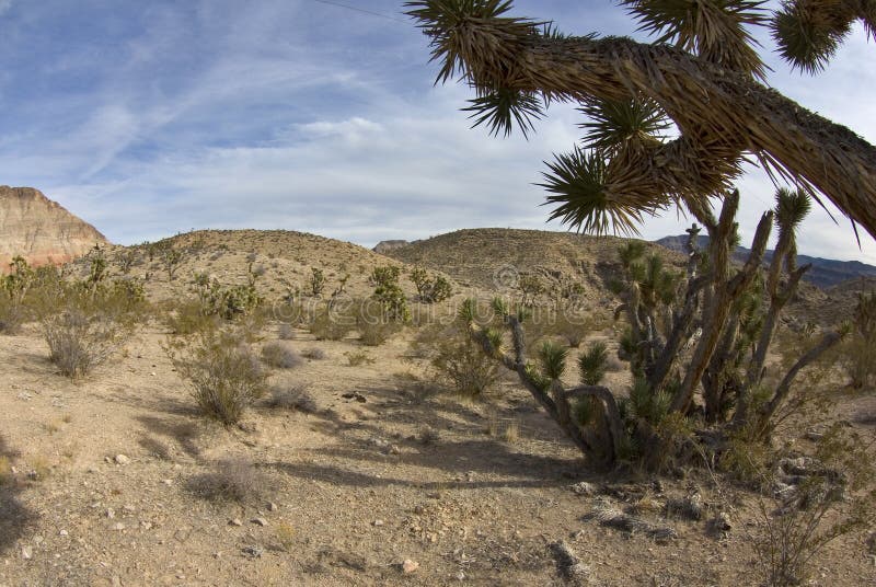 Joshua Trees in the Southwest U.S. Desert Stock Photo Image of bush