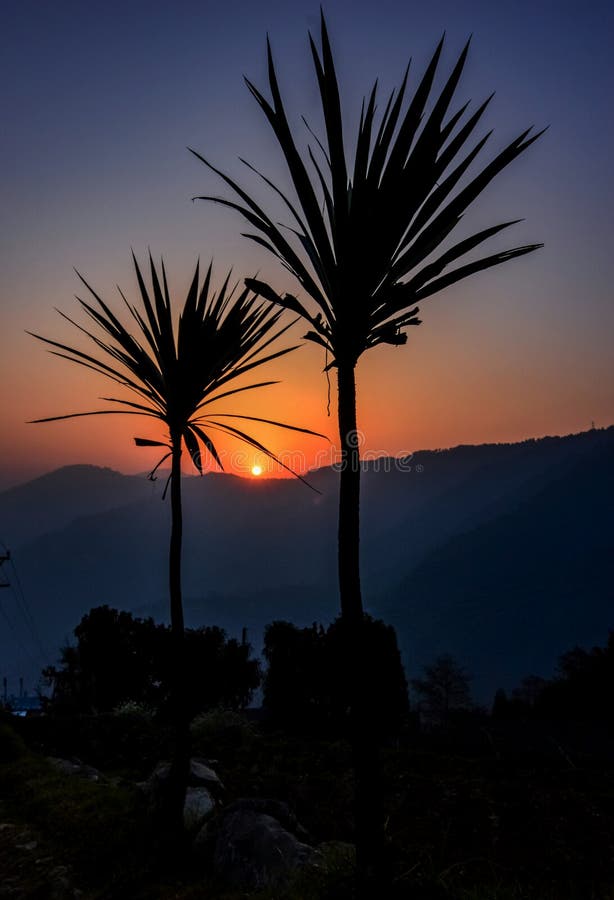 Sunrise between plam trees stock images