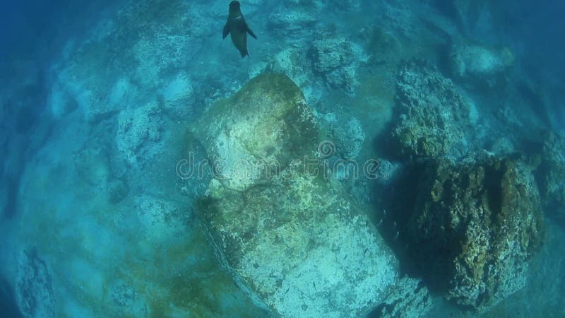 Jouer d'otaries sous-marin banque de vidéos
