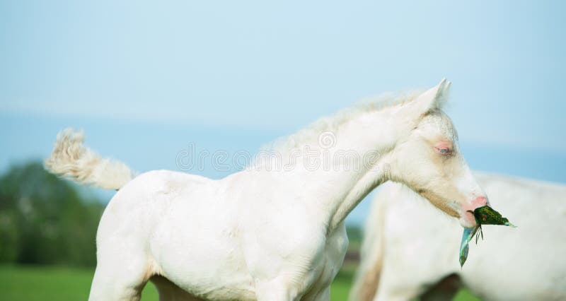 Pony cream foal at sky background. Pony cream foal at sky background